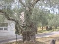 Bardzo stare drzewo oliwne. Baaaaardzo :)